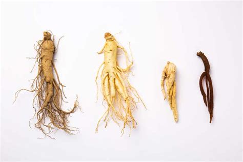 Get To Know The Different Types of Ginseng and Discover Which One Is R ...