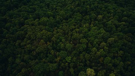 HD wallpaper: trees, top, view, green, dark, green color, plant, beauty in nature | Wallpaper Flare