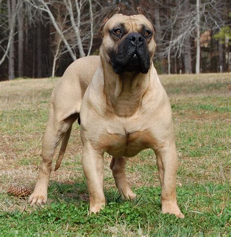 South African Boerboel - Old Bulldogs