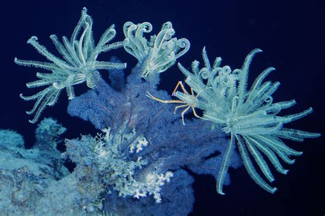 NOAA's National Ocean Service Ocean Images: Feather Stars