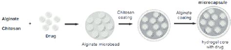 Encapsulation of drug by alginate-chitosan beads [86] | Download Scientific Diagram