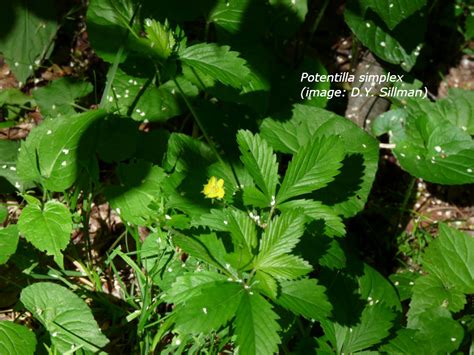 Common cinquefoil | Flowering Plants of Harrison Hills Park