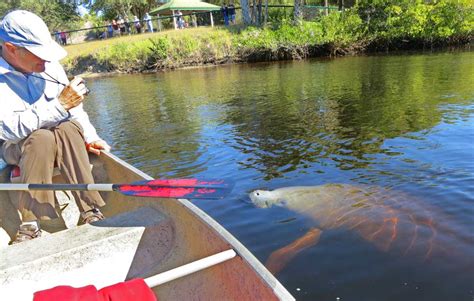 Manatee Park & the Orange River: A Fort Myers kayak trail ideal for ...