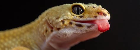 Leopard Gecko Diet & Feeding Guide | PetSmart