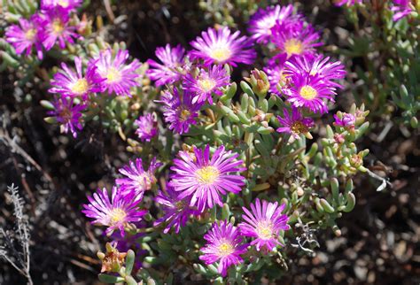 Flower Gallery :: Aizoaceae :: DSC_9058