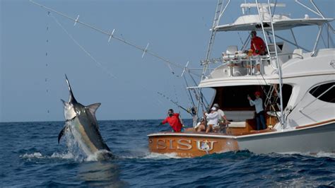 Pesca de marlín negro monstruoso en Panamá - Amazing2you