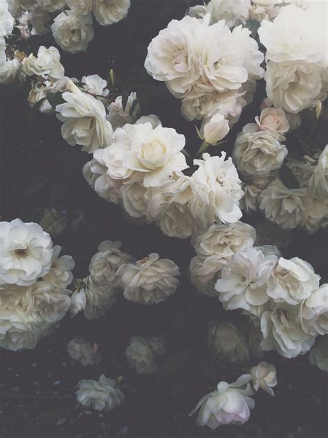 White Aesthetics Flowers / If you love clouds, the moon, stars, flowers ...