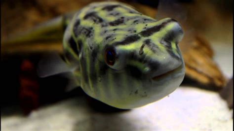 Freshwater Pufferfish Species - The Fahaka Puffer (Tetraodon lineatus) Part 1 - YouTube