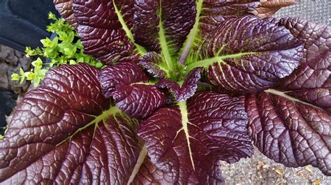 GIANT Red Mustard Plant SEEDS Vegetable Garden Organic - Etsy