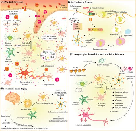 Neuro-inflammation under brain pathologic conditions: a Multiple ...