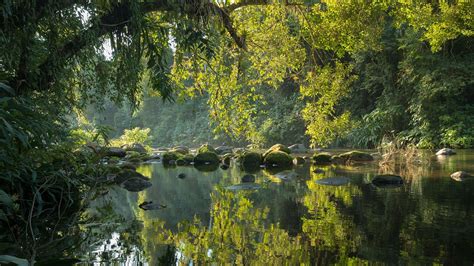 Image result for Forest and river in Serra do Mar State Park, São Paulo ...