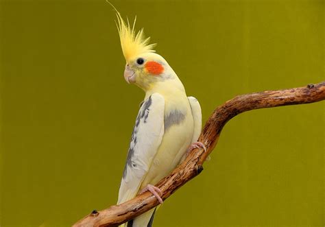 Category: Pet Birds | World Birds