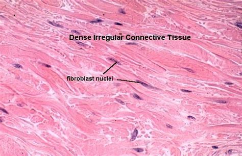 Dense Connective Tissue Slide