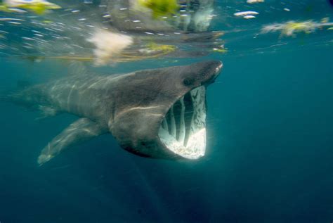 8 Datos fascinantes sobre el majestuoso tiburón peregrino