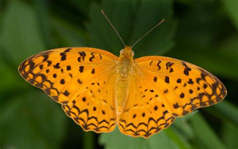 Phalanta phalantha phalantha : Common Leopard / ผีเสื้อเสือดาวใหญ่