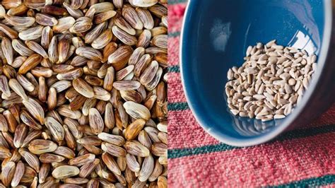 Safflower Seeds vs Sunflower Seeds: Which Is Healthier? - Holy Peas