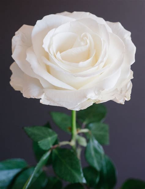 Rose Pictures Of White Flowers : Spray Rose White Wholesale Blooms By ...