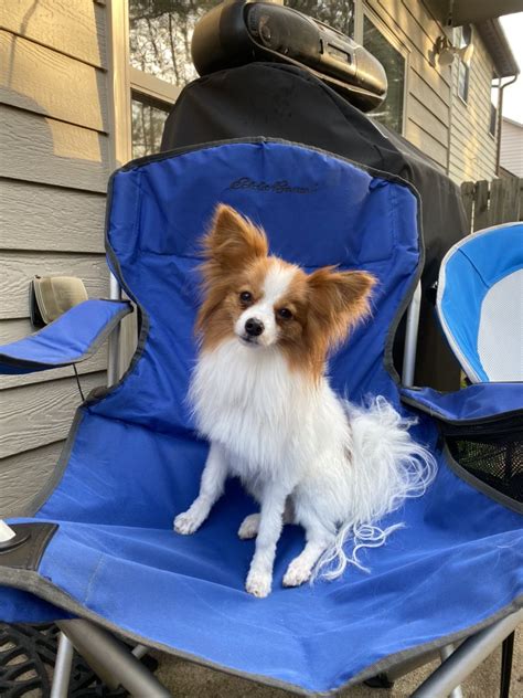 Papillon Puppy, Little Dogs, Foxy, Baby Strollers, Breeds, Puppies, Happy, Favorite, Papillon Dog