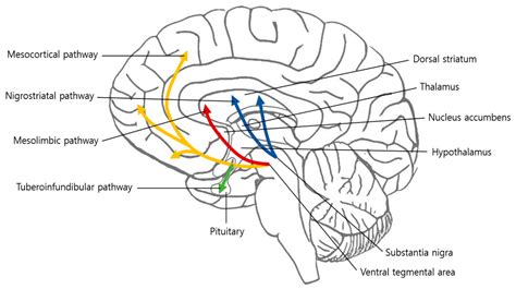 Brain Sciences | Free Full-Text | Association between Chronic Pain and Alterations in the ...