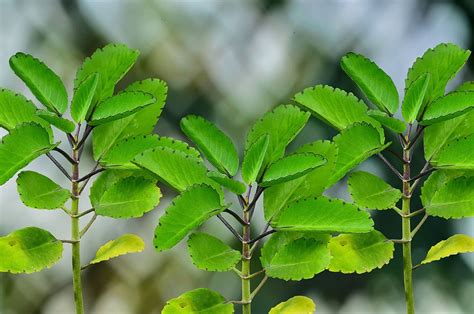 Leaf Of Life Benefits - Healthier Steps