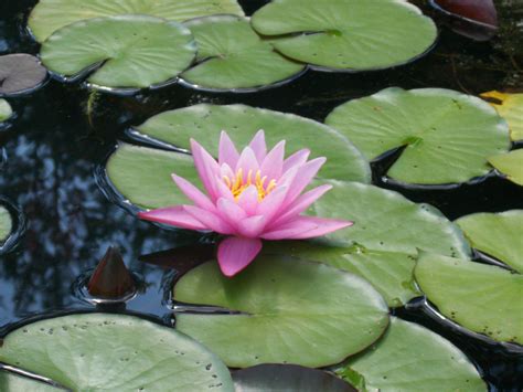 Lily Pads: A Beautiful and Popular Pond Plant - Backyard Blessings