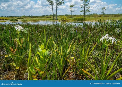 White swamp lily flower stock photo. Image of blossom - 107348568