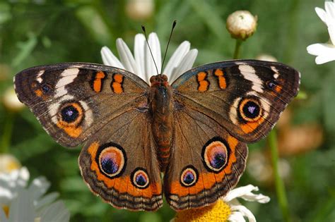 Common Buckeye ~ Butterfly of The Earth