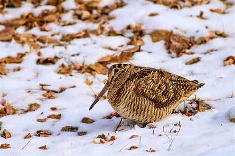 Woodcock | Bird Identification Guide | Bird Spot