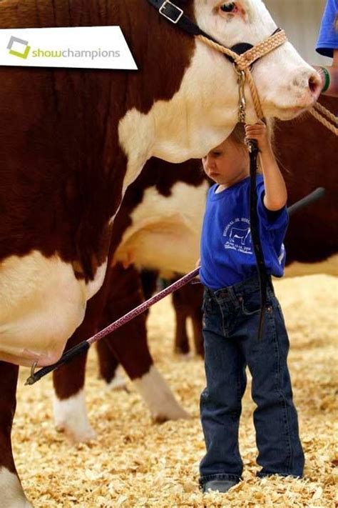 Start them young! #showchamps | Farm family pictures, Show cows, Show cattle