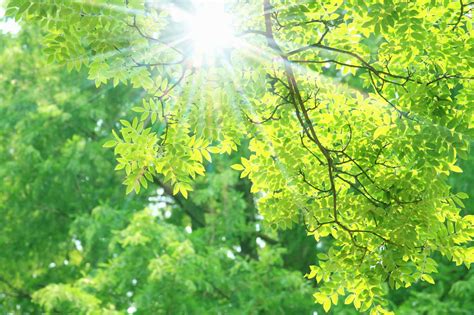 13 Mind-Blowing Facts About Photosynthetic Pigments - Facts.net