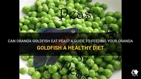 Can Oranda Goldfish Eat Peas? A Guide To Feeding Your Oranda Goldfish A Healthy Diet | PetShun