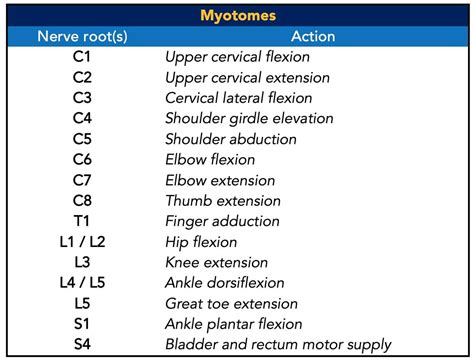 Nerve Roots Reflexes Dermatomes Myotomes - Dermatomes Chart and Map