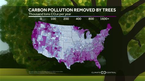 The Power of Urban Trees | Climate Central