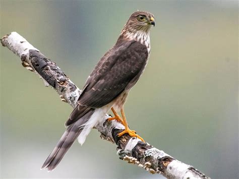 Sharp-Shinned Hawk vs. Cooper's Hawk: What's the Difference? - Sonoma Birding