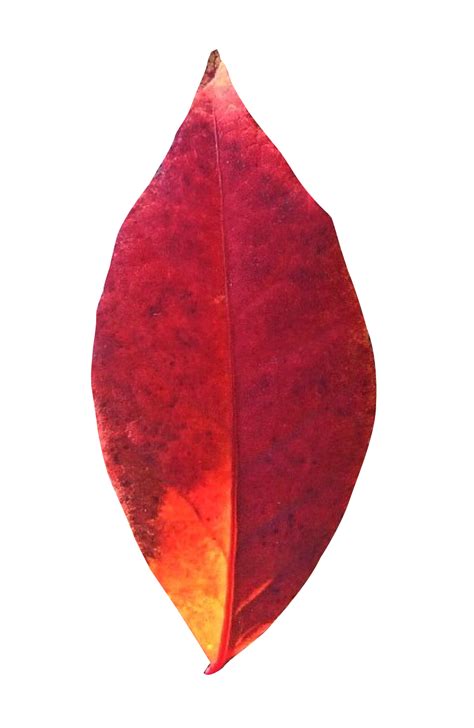 Autumn Leaf PNG Image | Leaves, Autumn leaves, Vector art