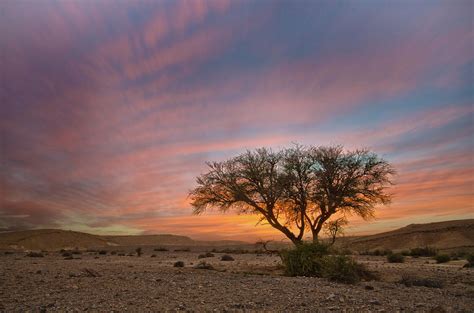 Lone Acacia Tree In Sunset In The Desert by Ilan Shacham