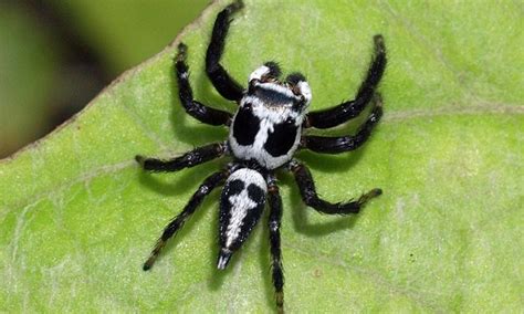 Bug eyed: British tourist finds spider with skeleton face on its back | Daily Mail Online