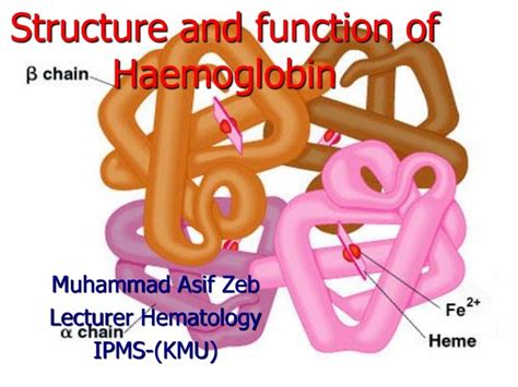 Structure and function of hemoglobin