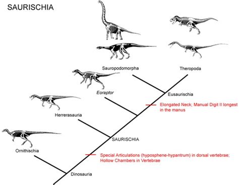 GEOL 104 Lecture 17: The Dinosaur Family Tree: What is a dinosaur?