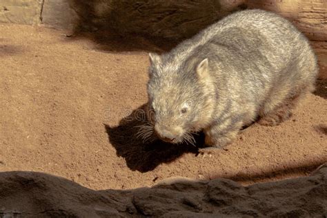 The Australian Wombat Digging His Hole Stock Photo - Image of wombat, wombats: 126050756