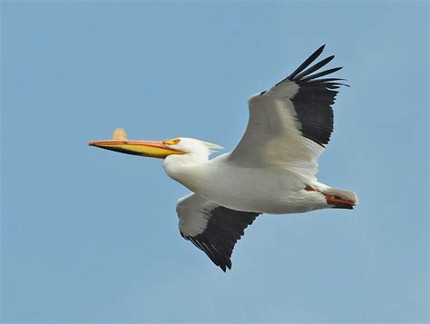 Northwest Nature Notes: WHITE PELICAN—ANOTHER SUCCESS STORY