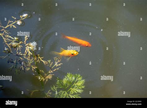 Goldfish pond hi-res stock photography and images - Alamy