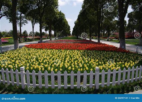 Tulip garden stock image. Image of yellow, blooms, bloom - 24297141