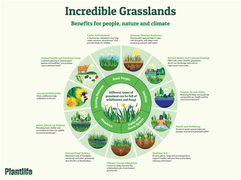 Grassland Ecosystem Plants