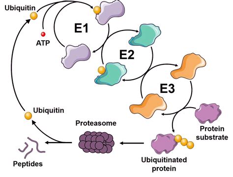 Ubiquitin-Proteasome System - LifeSensors