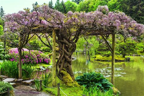 Wisteria Arbor | The Japanese Garden is adorned with a wonde… | Flickr