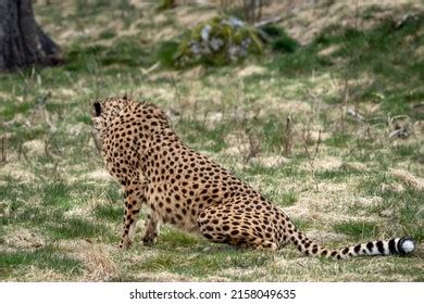 251 Gepard Eyes Images, Stock Photos & Vectors | Shutterstock