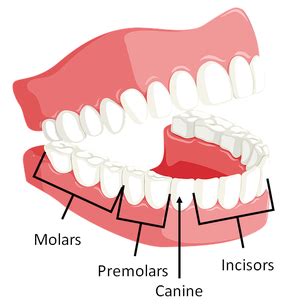 Teeth - Key Stage Wiki