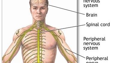 OMICS Publishing Group: Central Nervous System Diseases