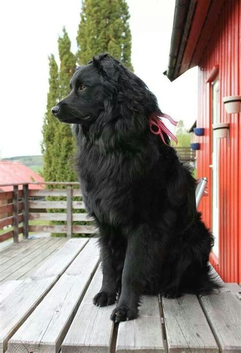 All black aussie | Aussie dogs, Black australian shepherd, Australian sheep dogs